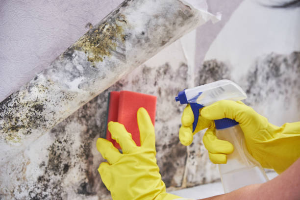 Why You Should Choose Our Mold Remediation Services in Woodcliff Lake, NJ